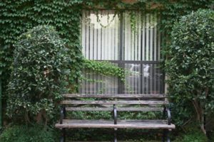 greenery and outside bench
